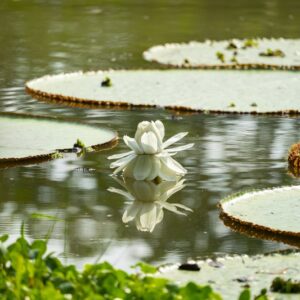 Iquitos: Yanayacu-Amazonia