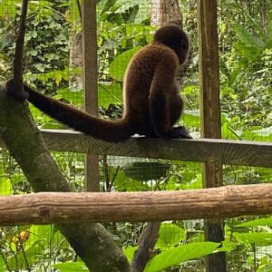 Loreto: Centro de Rescate de Monos